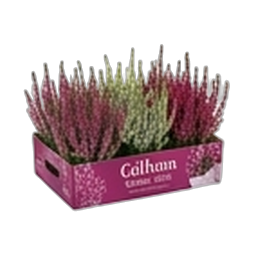 Calluna Garden Girls