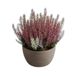 EDEKA Regional Calluna "Garden Girls"