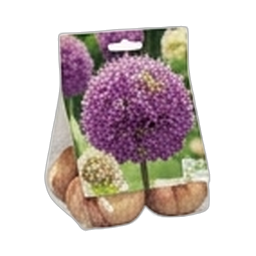 Allium Blumenzwiebeln