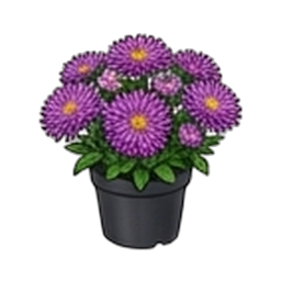 Glattblatt-Aster
